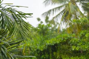 Tropical rain falls softly on lush greenery highlighted by vibrant palm leaves swaying gently in the wind photo
