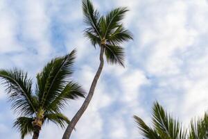 Palm trees reaching towards a cloudy sky in a tropical location during daylight hours photo