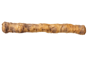 A single horseradish root isolated on transparent background, showing its rough texture and natural color png