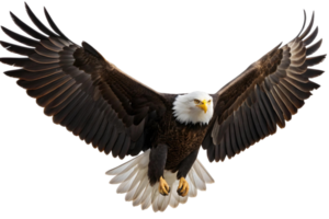Majestic bald eagle soaring with wings spread wide against a transparent background in a powerful display png