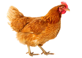 Isolated brown hen standing on a transparent background in a studio shot for stock photography use png