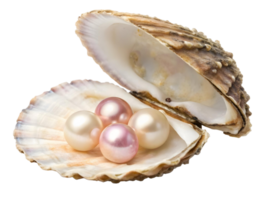 A seashell displaying several lustrous pearls in shades of pink and white on a transparent background png