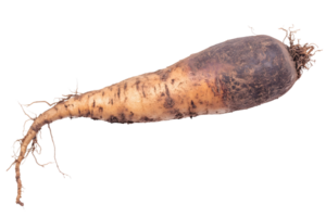Isolated close up of a parsnip with a dark top and roots against a plain transparent background studio shot png