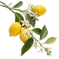 A group of lemons on a branch with leaves and flowers isolated on a transparent background png
