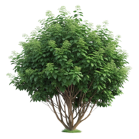 A different color large Shrubs isolated on a transparent background png