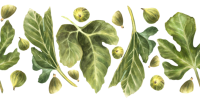 Green fig and leaves of different shapes seamless border. Realistic watercolor plant botanical horizontal repeating pattern for fabric, packaging. Hand drawn illustration Isolated from background png