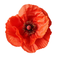 Red Poppy Petals Viewed from Above, Transparent png