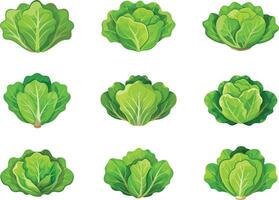 A set of different types of lettuce vector