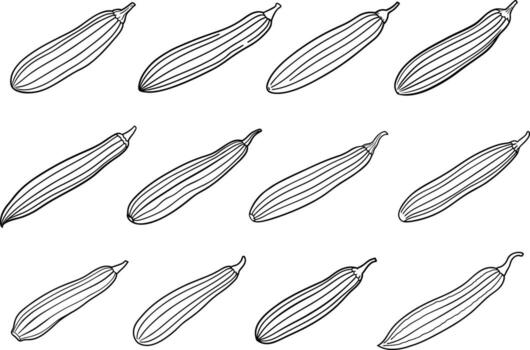 A drawing of several different types of squash vector