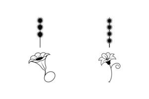 Blazing Star Four O Clock Floral Design vector