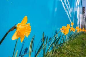 A row of vibrant yellow daffodils in sharp focus blooms along a grassy area, with shadows cast on a bright blue wall featuring partial white text. photo