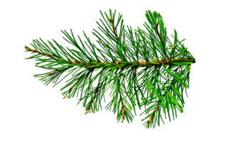 Explore The Beauty Of Nature With A Stunning Pine Branch From A Coniferous Tree Highlighting Natural Elegance png
