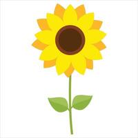 Sunflower on white background vector