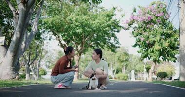 Handheld low angle view shot, Two happy women enjoying playing with cat on a weekend in a park. Spending free time with pet. video