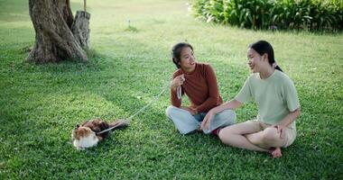 Handheld high angle view shot, Two women are chatting cheerfully and playing with a cat while sitting on a grassy lawn in a park. video