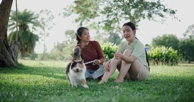 Handheld low angle view shot, Two Asian women are relaxing on the lawn, talking and joyfully playing with a cat in the park. Leisure activities video