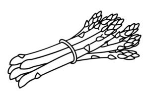 Bundle of fresh asparagus illustrations outlined vegetables, bunch graphic design vector