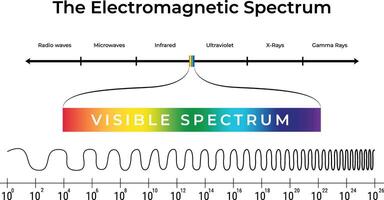 The Electromagnetic Spectrum and Visible Light Design Illustration vector