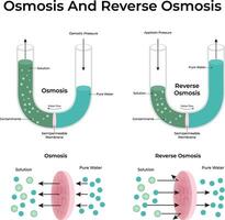 Osmosis and Reverse Osmosis Illustration vector
