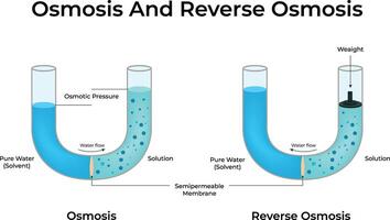Osmosis and Reverse Osmosis Design Illustration vector