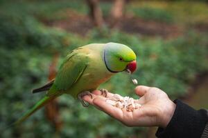 A vibrant green parakeet with a red beak perches on a hand, eating seeds. The background shows blurred trees and foliage in a lush London park setting. photo
