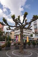 Gnarled Tree in a Plaza Surrounded by Modern Buildings in Frankfurt photo