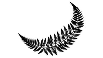 Fern Frond Silhouette Botanical Illustration Design Element vector