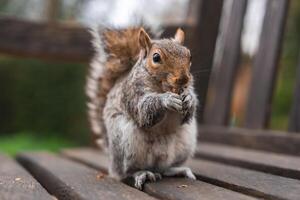 A gray squirrel with detailed fur sits on a wooden bench, holding food. Its bushy tail is visible, with blurred greenery in the background suggesting a park. photo