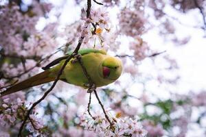 A green parakeet with a red beak sits on a branch of a cherry blossom tree in full bloom, surrounded by delicate pink flowers in a London park. photo