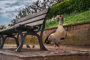 Egyptian Goose on Cobblestone Path in Urban Park Setting photo