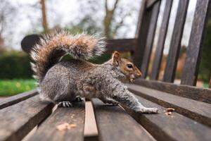 A gray squirrel stretches on a wooden bench surrounded by scattered crumbs. The background shows blurred greenery and bare tree branches, suggesting a natural park environment, possibly in London. photo