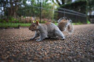 A gray squirrel crouches on a gravel path in a park setting, surrounded by greenery and a black metal fence, with its bushy tail raised. photo