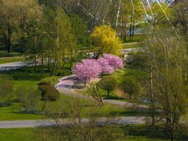 Aerial view of Riga Victory Park in Latvia, showcasing blooming pink sakura trees, a winding pathway, and a Ferris wheel in the background. photo