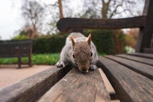 A squirrel sits on a wooden bench in a London park, surrounded by blurred greenery, trees, and another bench in the background. photo