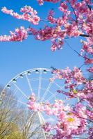 Pink sakura trees bloom in the foreground of Victory Park, Riga, with a large white Ferris wheel visible against a clear blue sky in the background. photo