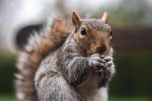A gray squirrel with detailed fur and expressive eyes holds its front paws together. The blurred background shows greenery, suggesting an outdoor setting. photo