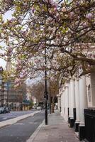 A serene London street featuring white columned buildings, a blooming magnolia tree, parked cars, a bike lane, and scaffolding in the background. photo