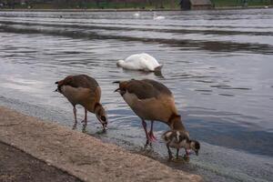 Two Egyptian geese and a gosling forage near a waterbody in a London park, with a swan floating nearby and a wooden structure in the background. photo