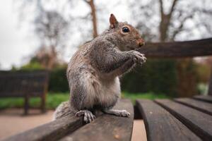 A gray squirrel sits on a wooden bench in a London park, holding its paws together. The background shows blurred greenery and bare trees in a cool season. photo