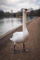 A swan with a leg band stands on a paved pathway near a calm lake in a park. Sparse trees and a cloudy sky suggest early spring or late autumn. photo