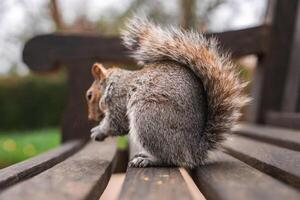 A close up view of a gray squirrel with a bushy tail on a wooden bench, set against a blurred background of greenery and trees in a London park. photo