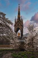 The Albert Memorial in London stands beneath a sunset sky, featuring a golden statue of Prince Albert and framed by blooming white trees in spring. photo