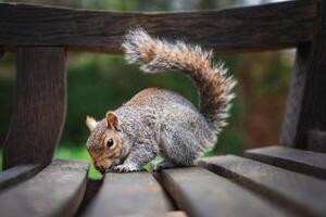 A gray squirrel sits on a wooden bench with its bushy tail raised, nose near the surface. The blurred green background suggests a park or natural area. photo