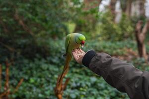 A green parakeet with a red beak perches on a hand, feeding on seeds. Dense foliage and tree trunks in the background suggest a natural park in London. photo