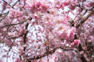 A detailed view of pink cherry blossoms with delicate petals and branches in the background, showcasing the essence of spring in a serene natural setting. photo