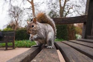 A gray squirrel sits on a wooden bench in a London park, holding food in its paws. The background shows blurred greenery, bare trees, and another bench. photo