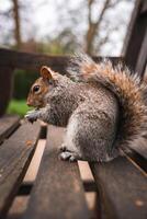 A gray squirrel sits on a wooden bench, nibbling food with its bushy tail visible. The background shows blurred greenery and tree trunks in a park setting. photo
