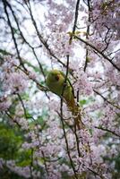 A vibrant green parakeet with a red beak sits on a branch of a cherry blossom tree in full bloom, surrounded by soft light in a London park. photo