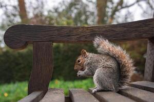 A gray squirrel sits on a rustic wooden bench, nibbling on food. The blurred background shows greenery and trees, suggesting a park in London. photo