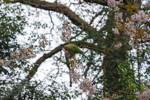 A green parakeet perches on a branch with pink cherry blossoms, nibbling on flowers. The background shows tree trunks and dense foliage in a London park. photo